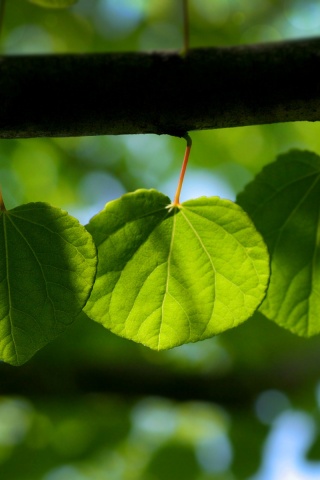 Ветка с зелеными листочками обои