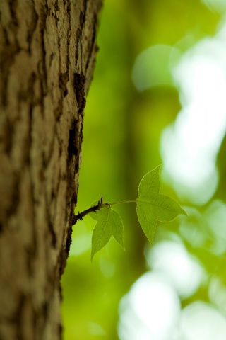 Листок на стволе дерева обои