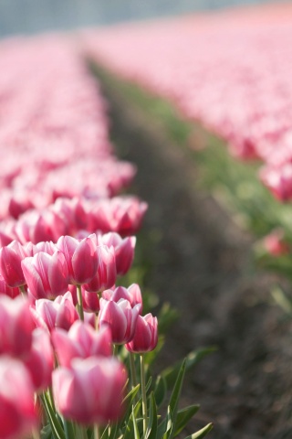 Тропинка в поле розовых тюльпанов обои