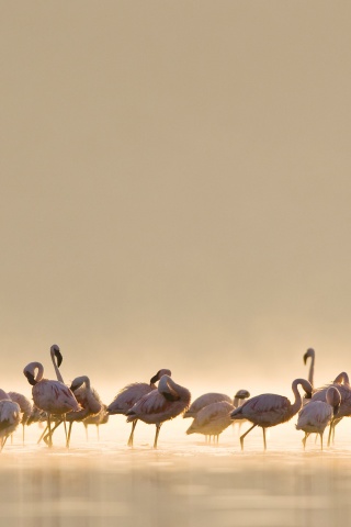 Flamingos обои