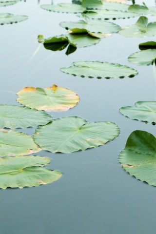 Плавающие листья обои