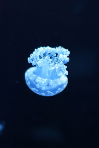 Медуза обои