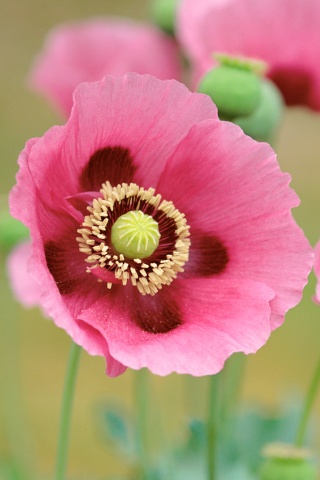 Розовые маки обои