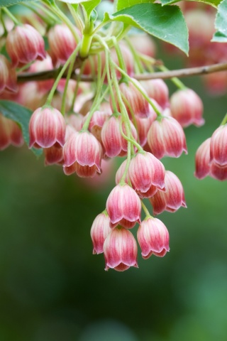 Красные колокольчики обои