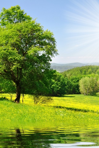 Дерево у воды обои