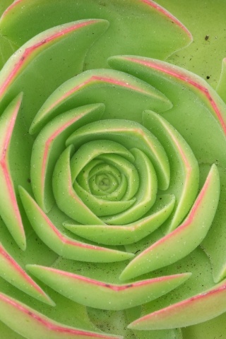 Зеленый цветок обои