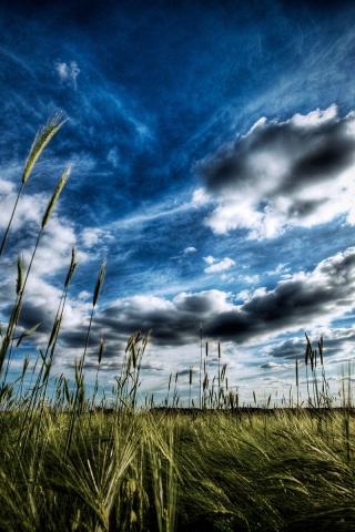 HDR Поле обои