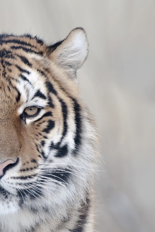 Красавец тигр обои