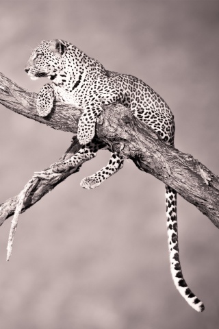 Ягуар на дереве обои