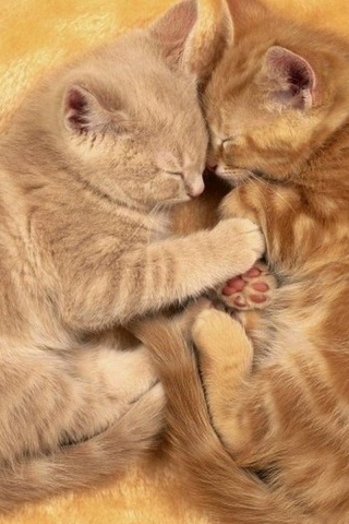 Рыжие котята в обнимку обои