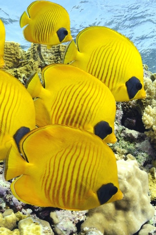 Желтые рыбки обои