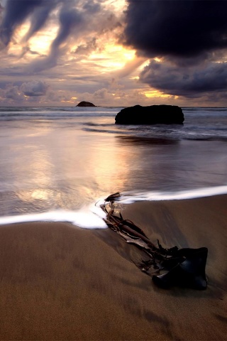 Коряга на пляже обои