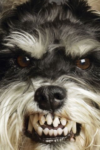 Терьер вне себя обои