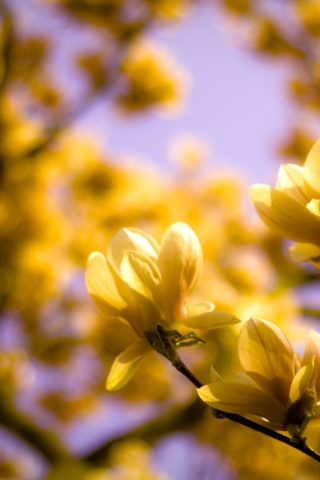 Желтые цветы распустились обои