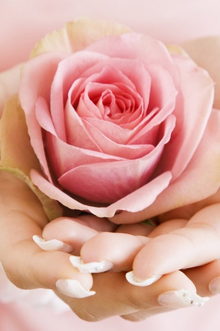 Роза в женских руках обои