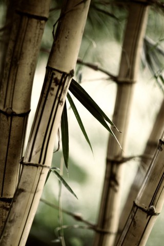 Бамбук обои