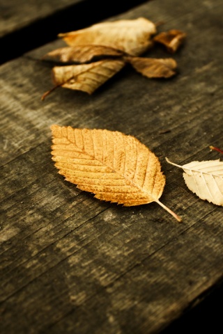 Опавшая листва обои