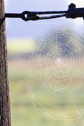 Паутина 51 обои