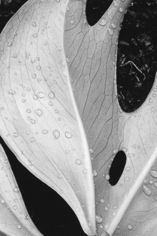 Белый лист обои