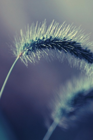 Травинка обои