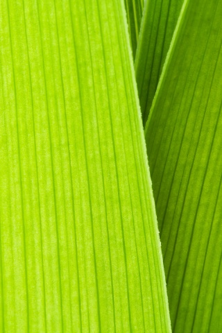 Стебли обои