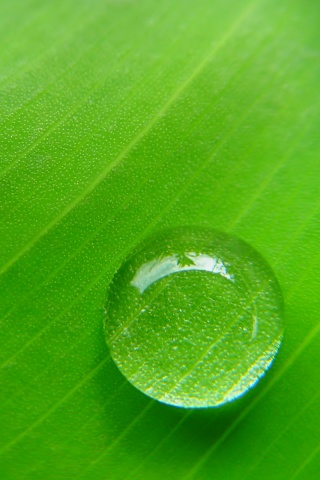 Одна капля обои