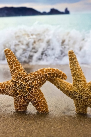 Две морские звезды обои