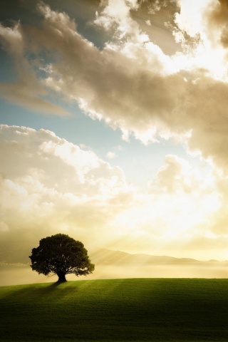 Холм и дерево обои