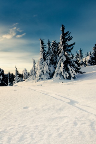 Зимние просторы обои