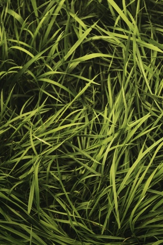 Блеклая трава обои