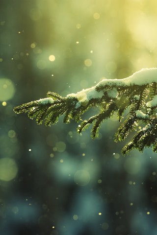 Еловая лапа обои