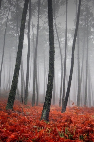 Красно-черный лес обои