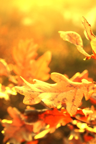 Дубовые листья обои