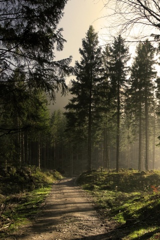 Лесная дорога обои