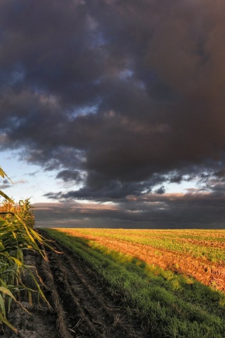Кукурузное поле обои