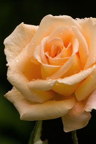 Белая роза обои