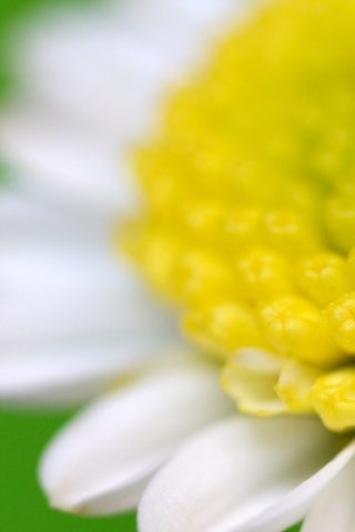 Хризантема обои