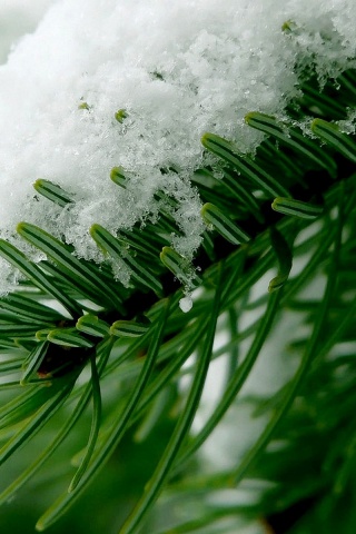 Хвойная ветка вся в снегу обои