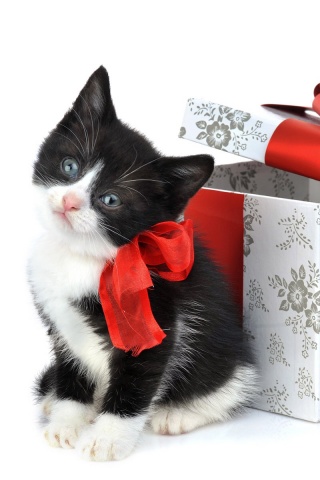 Пушистый подарок обои