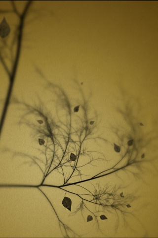 Это осень обои