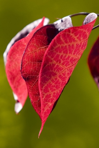 Ветка красных листьев обои