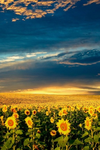 Целое поле подсолнухов обои