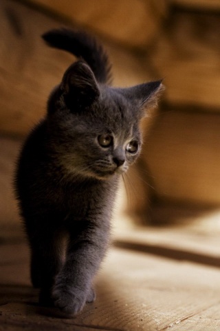 Маленький дымчатый котенок обои