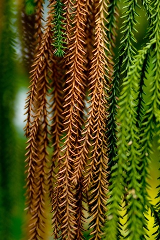 Зеленые колючки обои