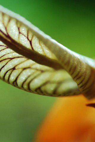 Сетчатый лист обои