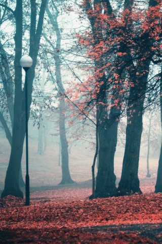 Парк красных листьев обои
