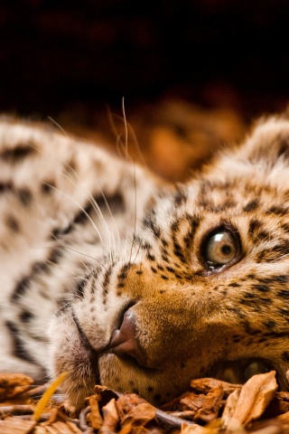 Гепард котенок обои