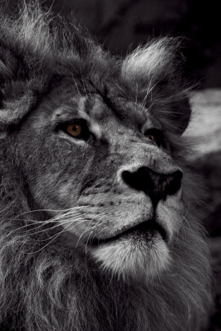 Гордый черно-белый лев обои