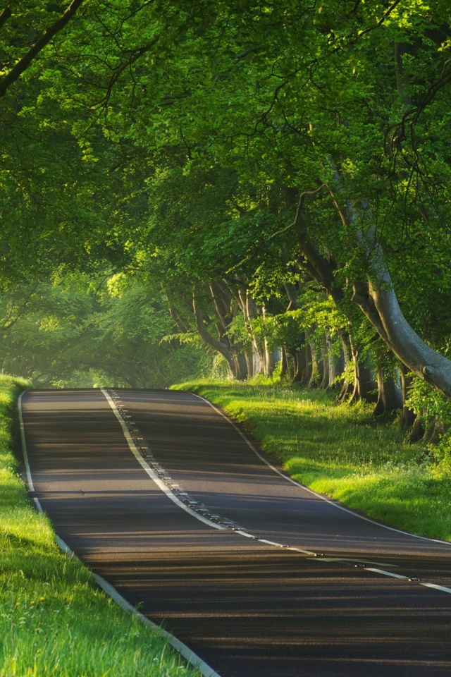 Трасса в тени деревьев обои