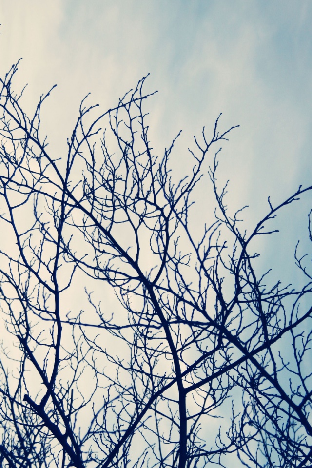 Ветвистое дерево обои